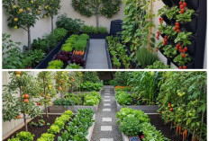 5 Desain Taman Pangan Keluarga: Sulap Halaman Sempit Jadi Lumbung Sayur dan Buah Estetik!