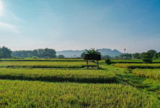 Perkuat Ketahanan Pangan, Kementerian ATR/BPN Optimalkan LBS, LP2B, dan LSD