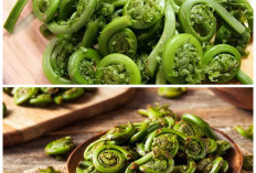 Khasiat Tersembunyi Sayur Pakis yang Baik untuk Menjaga Kesehatan Tubuh!