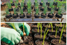 Tak Perlu Lahan Luas! 8 Inspirasi Menanam Bawang Merah dengan Bata dan Polybag