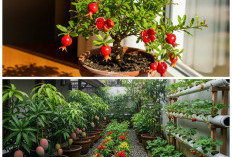 10 Buah Tropis dalam Pot: Solusi Kebun Mini untuk Lahan Sempit dan Panen Cepat