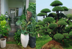 Tanaman Hias Depan Rumah Tahan Panas, Rumah Jadi Lebih Sejuk!