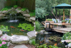 Sulap Sudut Rumah Jadi Asri! Ini 7 Inspirasi Kolam Ikan Minimalis yang Cantik