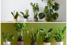 5 Tanaman Hias Paling Hits 2026, Bikin Rumah Makin Instagramable!