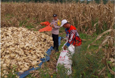 Kawal Panen Jagung, Bukti Nyata Dukungan untuk Kesejahteraan Petani