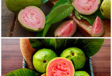 7 Manfaat Jambu Biji untuk Kesehatan yang Sayang Dilewatkan