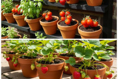 10 Buah Tropis yang Cocok Ditanam di Pot, Solusi Berkebun di Lahan Sempit dengan Hasil Melimpah