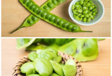 Jangan Salah Paham! Ini Deretan Manfaat Petai untuk Kesehatan yang Jarang Diketahui!