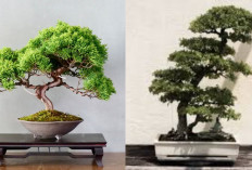 Tanaman Bonsai Terbaik 2026, Agar Halaman Depan Rumah Terlihat Lebih Hidup!