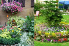 Tanaman Hias Pekarangan Rumah yang Bikin Tampilan Makin Estetik!