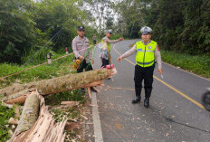 Respon Cepat Satlantas Tangani Pohon Tumbang di Akses Pagar Alam - Lahat