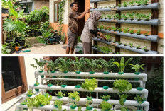 Panen Sayur di Teras Rumah! Panduan Lengkap Membuat Kebun Vertikal Pipa PVC: Hemat Lahan, Bersih, dan Estetik!