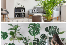 Hadirkan Nuansa Alami di Rumah: Rekomendasi Tanaman Hias Dalam Ruangan 2026