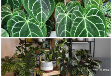 Cantik Namun Berbahaya, Kenali 5 Tanaman Hias Beracun di Rumah
