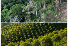 Lindungi Rumah dari Longsor: 7 Jenis Pohon Kuat Penahan Tanah di Daerah Perbukitan
