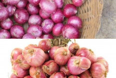 Kaya Kandungan Alami: Ketahui Inilah 7 Manfaat Hebat Bawang Dayak untuk Menjaga Kesehatan Tubuh!