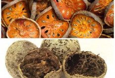 Jarang Diketahui! Buah Kawista Ternyata Punya Banyak Manfaat untuk Kesehatan Tubuh