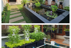 7 Inspirasi Pekarangan Sempit Jadi Produktif: Kombinasi Kolam Lele dan Kebun Sayur