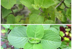 Sering Tumbuh Liar di Pekarangan, Daun Bangun-Bangun Ternyata Punya 7 Khasiat Luar Biasa Ini!