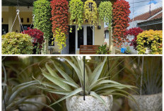 Teras Sempit Tetap Cantik! 5 Pilihan Tanaman Hias Gantung yang Praktis dan Tidak Rimbun