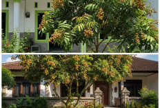 5 Varian Pohon Kelengkeng Mini yang Pas untuk Halaman Rumah Kecil