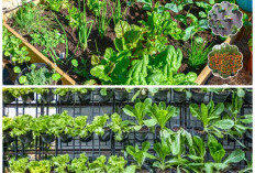 Cara Membuat Kebun Sayur Hidroponik di Lahan Sempit: Solusi Hemat dan Sehat untuk Panen Sayur Organik di Rumah