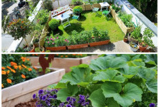 Atap Rumah Lebih Produktif: Inspirasi Kebun Sayur dan Bunga untuk Lahan Terbatas