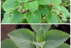 Kaya Kandungan Alami! Ini 7 Khasiat Daun Bangun-Bangun yang Sangat Baik untuk Kesehatan Tubuh