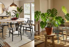 Ide Jenis Tanaman Dalam Ruangan yang Estetik untuk Rumah Minimalis!
