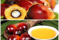 Manfaat Buah Sawit yang Jarang Diketahui: Baik untuk Jantung, Mata, dan Daya Tahan Tubuh