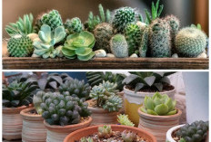 Rumah Makin Estetik! 6 Jenis Sukulen Cantik yang Praktis Dirawat untuk Dekorasi