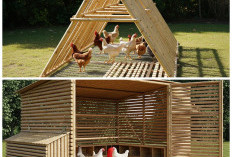 5 Desain Kandang Ayam Bambu Modern untuk Ternak Rumahan: Solusi Cerdas Peternak Milenial 2026