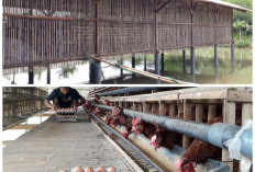 Panen Untung Sekaligus! 5 Inspirasi Budidaya Ayam dan Ikan Sistem Longyam yang Efisien dan Eco-Friendly