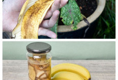 Air Kulit Pisang untuk Tanaman: Manfaat dan Cara Menggunakannya