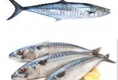 Bukan Sekadar Lezat! Ikan Tenggiri Ternyata Kaya Gizi dan Nutrisi Penting untuk Tubuh