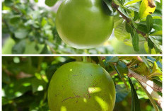 Buah Berenuk, Si Unik yang Jarang Dilirik tapi Kaya Manfaat untuk Kesehatan!