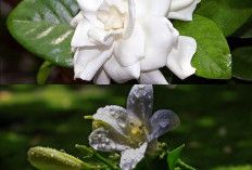 5 Tanaman Hias Berbunga dengan Aroma Semerbak, Cocok Percantik Teras Rumah