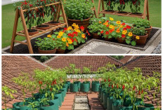 Inspirasi Taman Mini Penuh Hasil: Cara Cerdas Menanam Sayur dan Buah di Halaman Sempit