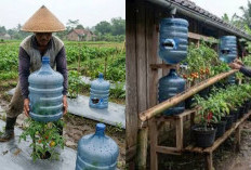  Budidaya Melon Organik di Galon Bekas: Trik Hemat Air dan Pupuk ala Studio Tani