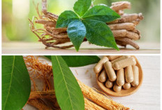 6 Manfaat Daun Ginseng untuk Kesehatan, Ampuh Bantu Lawan Berbagai Penyakit