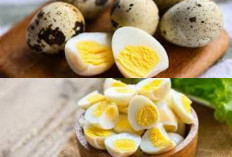  Inilah Sumber Protein yang Banyak Manfaatnya, Telur Puyuh yang Jarang Diketahui!