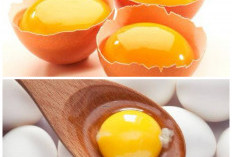 Manfaat Kuning Telur Ayam Kampung untuk Tubuh, Bernutrisi tetapi Jangan Berlebihan