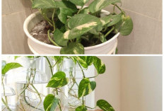 Interior Lebih Segar dan Estetik: 5 Jenis Sirih Gading Favorit untuk Percantik Rumah 2026