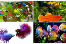 10 Jenis Ikan Hias Kecil dan Cara Merawatnya