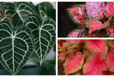 Tak Cuma Cantik, 3 Tanaman Warna-Warni Ini Diyakini Membawa Rezeki dan Keberhasilan