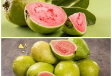 Kaya Antioksidan! Ini Kandungan Nutrisi Jambu Biji Ungu dan Manfaatnya bagi Kesehatan