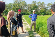 Cegah Gagal Panen, Petani di Pagar Alam Gencarkan Pengendalian Hama Tikus