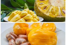 7 Manfaat Biji Nangka untuk Kesehatan, Kaya Nutrisi dan Baik untuk Tubuh