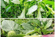 Daun Kecubung Sering Dipakai Obat Tradisional, Tapi Jangan Asal Konsumsi!