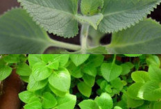 Mengenal Daun Bangun-Bangun: Tanaman Herbal Berkhasiat Tinggi untuk Dongkrak Imunitas Harian!